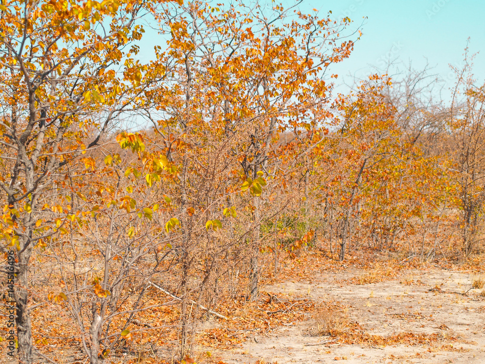 Golden leaves on trees and dry ground of African bush. Golden leaves on trees and dry ground of African bush.