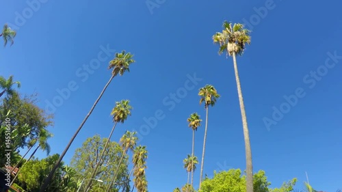Palm trees in a Beverly Hills street, California