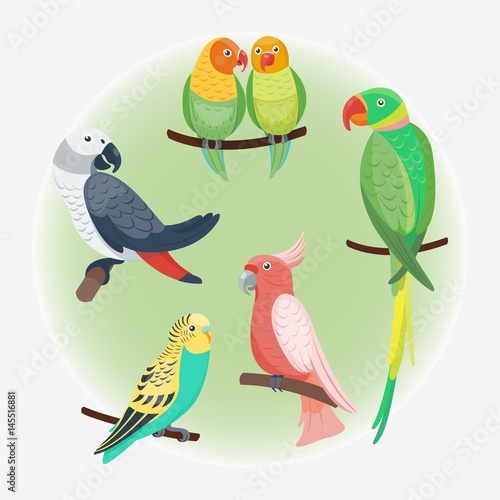 Cartoon tropical parrot wild animal bird vector illustration wildlife feather...