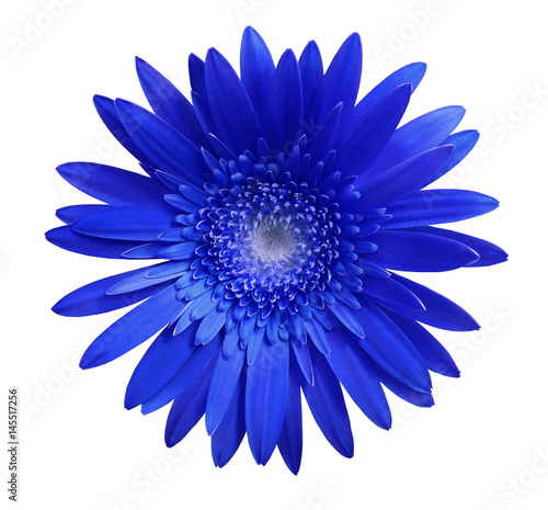 Blue gerbera flower on white isolated background with clipping path. Closeup. no shadows. For design. Nature.