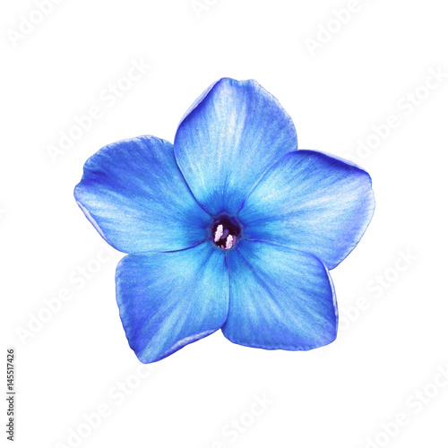 Blue Phlox Flower Isolated on White photo