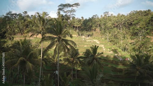 Wallpaper Mural Green Tegallalang rice field terraces with palm trees in Ubud, Bali, Indonesia. Shot with Sony a7s on sunny summer day with blue sky and clouds Torontodigital.ca