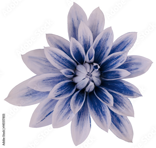 Dahlia flower white-gray-blue  big petals. white isolated background with clipping path.   Closeup.  no shadows.  For design.  Nature. © nadezhda F