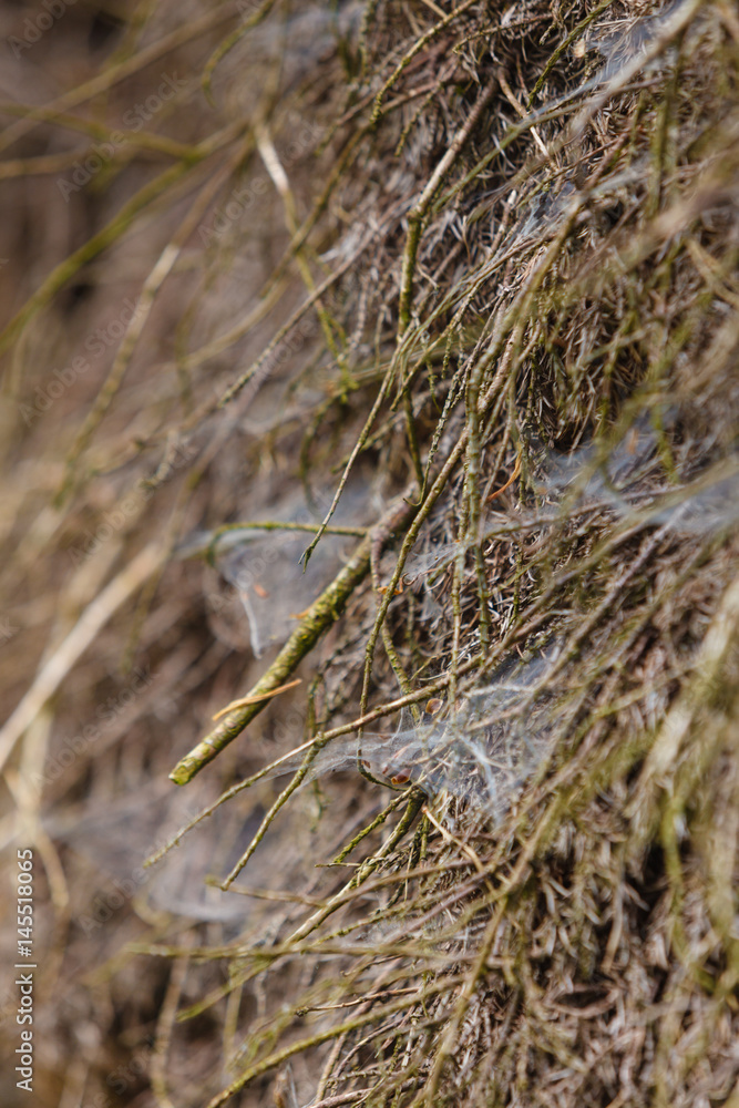 Closeup of cobweb on moss tree Closeup of cobweb on moss tree