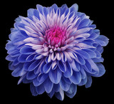 blue flower chrysanthemum, black isolated background with clipping path. Closeup. no shadows. Nature.
