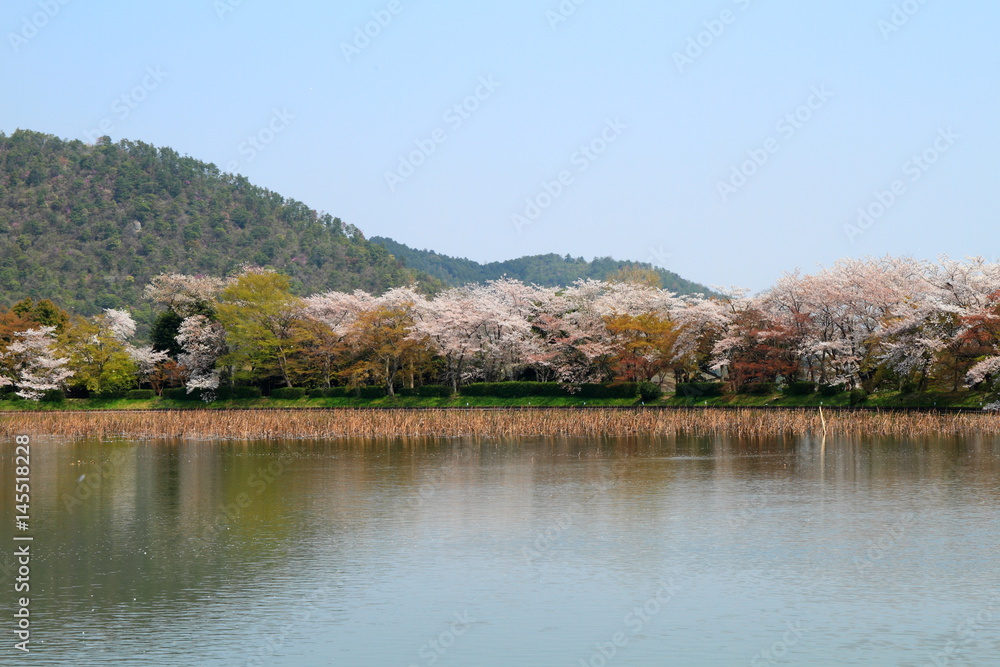 京都、嵐山の大沢池と桜 京都、嵐山の大沢池と桜