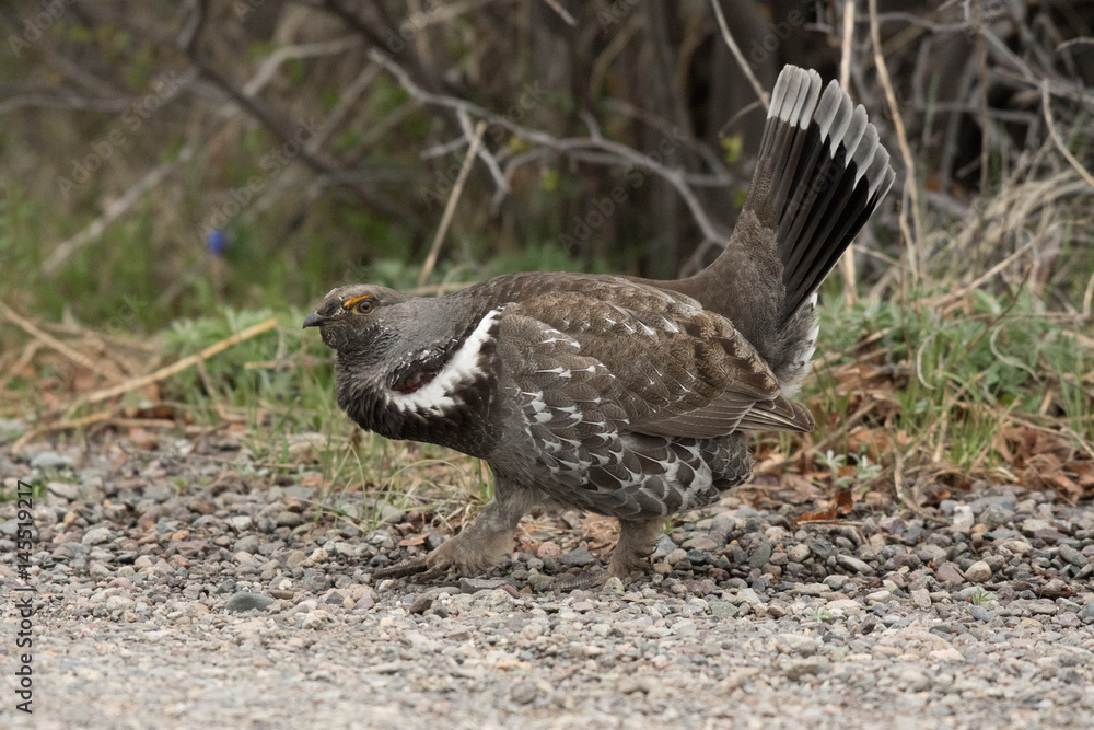 Male Dusky Grouse in Mating Courtship Display Male Dusky Grouse in Mating Courtship Display