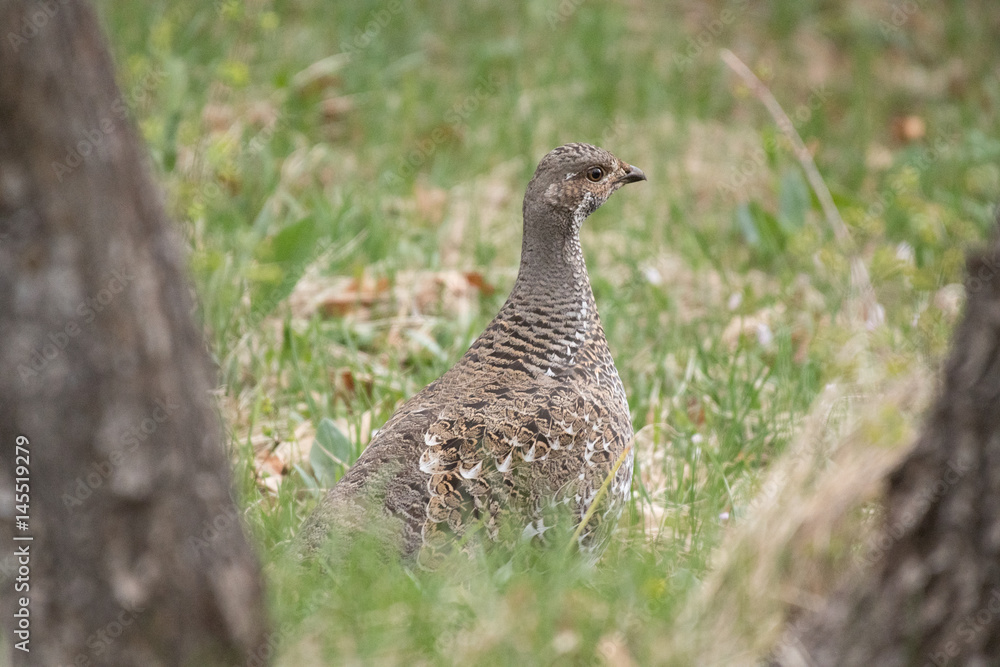 Female Dusky Grouse in Grassy Meadow Female Dusky Grouse in Grassy Meadow