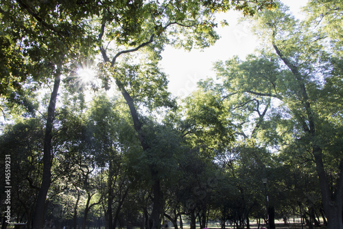 Trees in Chapultepec  M  xico