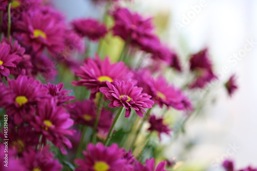 Beautiful pink daisy flowers closeup abstract blur background