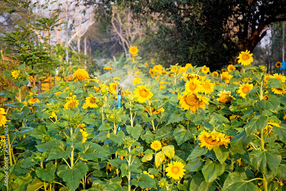 Fototapeta premium sunflower field