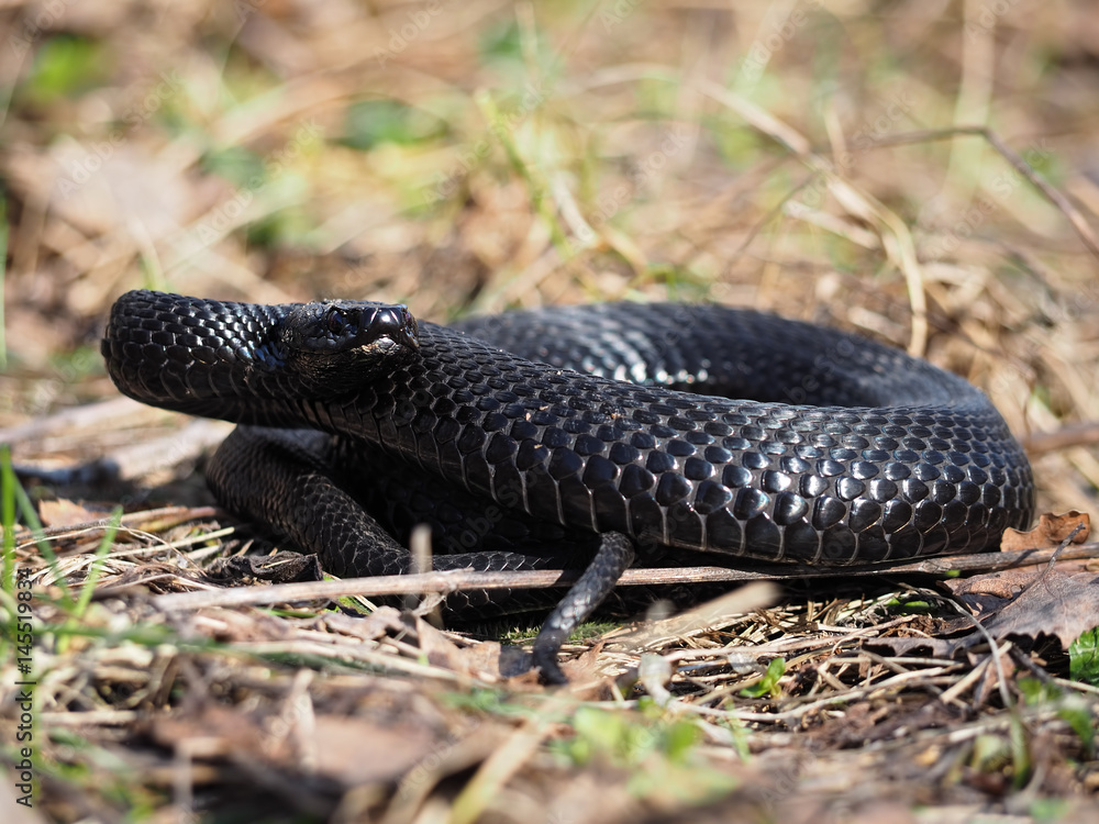 Obraz premium Black snake hiding at the grass at the sun