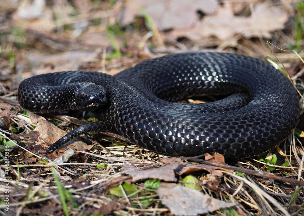 Black snake hiding at grass at sun curled up in ball Black snake hiding at grass at sun curled up in ball