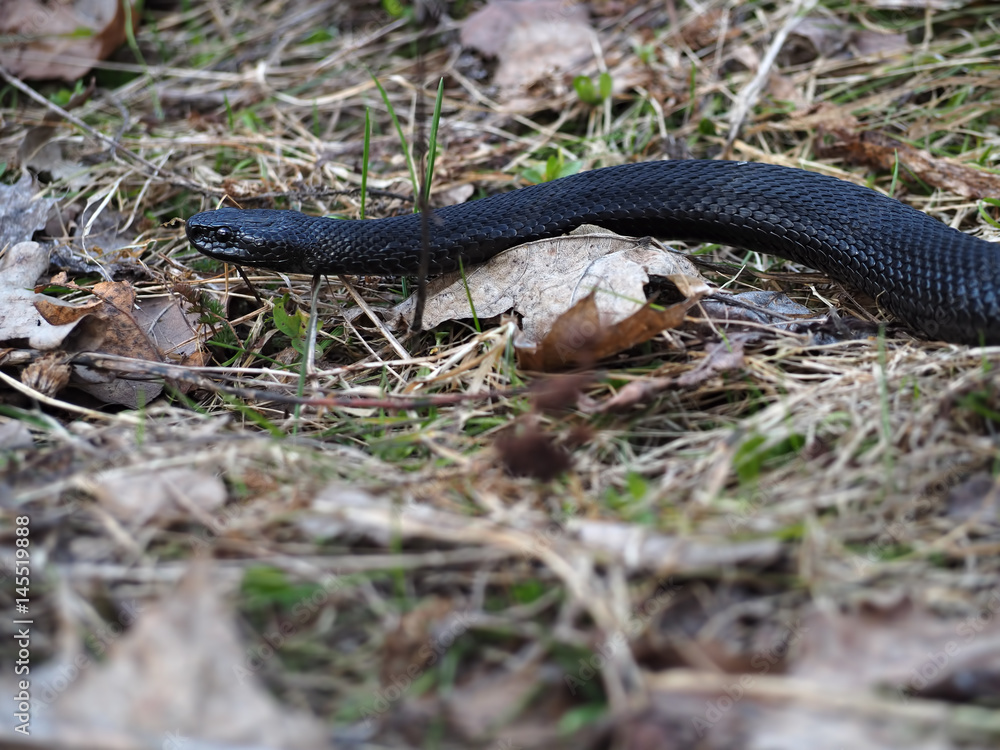 Black snake hiding at the grass at sun creeps with the dark red eyes Black snake hiding at the grass at sun creeps with the dark red eyes