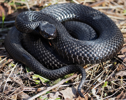 Black snake hiding at the grass at the sun curled up in a ball