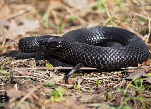 Black snake hiding at the grass at sun curled up in ball