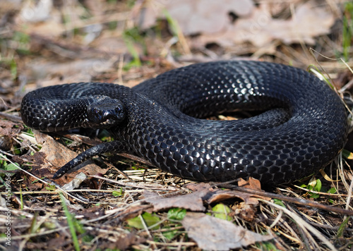 Black snake hiding at grass at sun curled up in ball