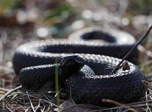 Black snake hiding at grass at sun curled up in ball looking at the camera