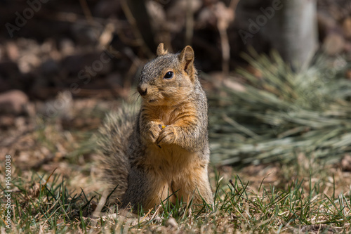 Cute Squirrel Shenanigans © Kerry Hargrove
