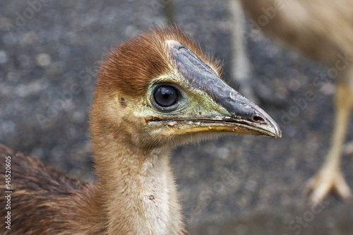 close up of cassowary chick photo