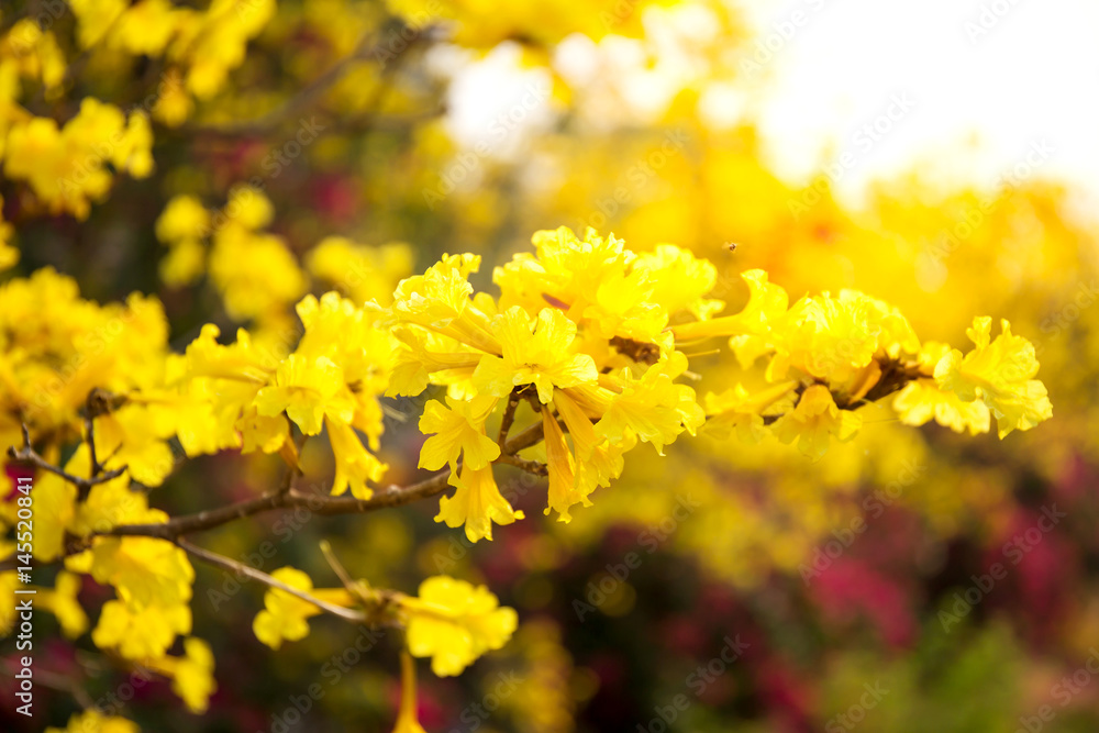 Tabebuia chrysotricha yellow flowers Tabebuia chrysotricha yellow flowers