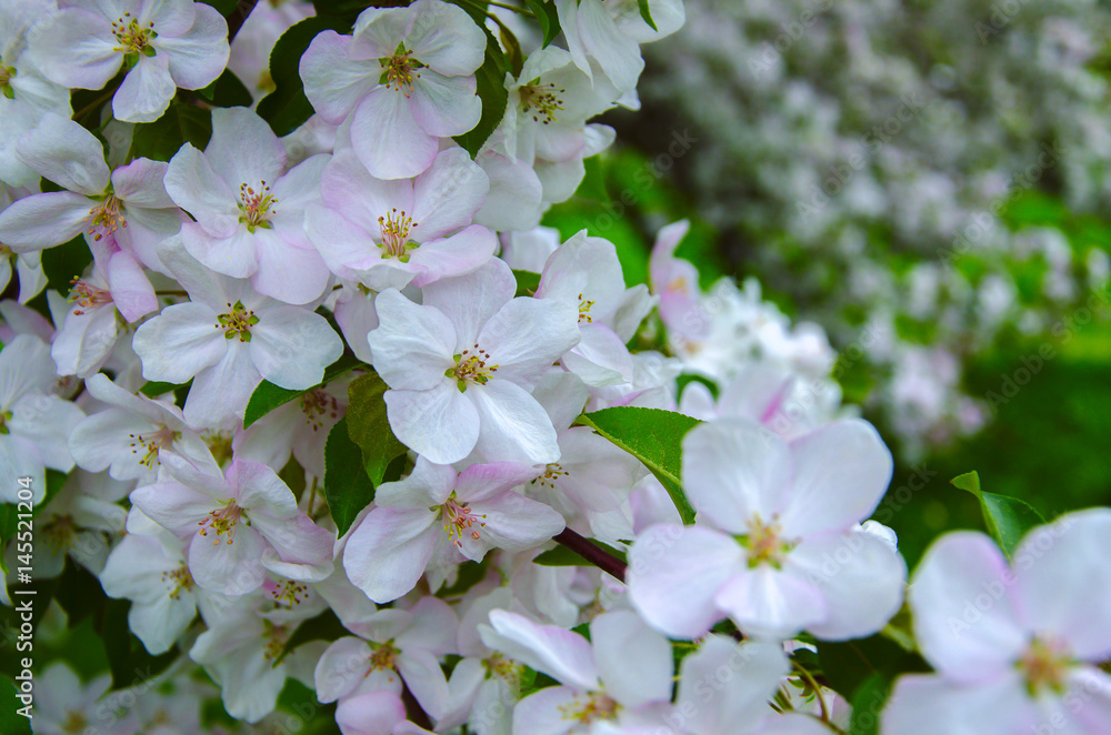 spring flowering of tree spring flowering of tree