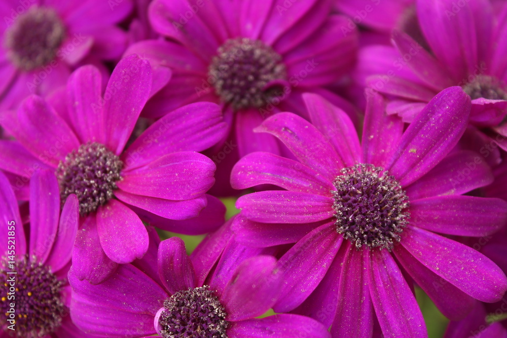 Soft and blurred blue Cosmos Flower on black background Soft and blurred blue Cosmos Flower on black background