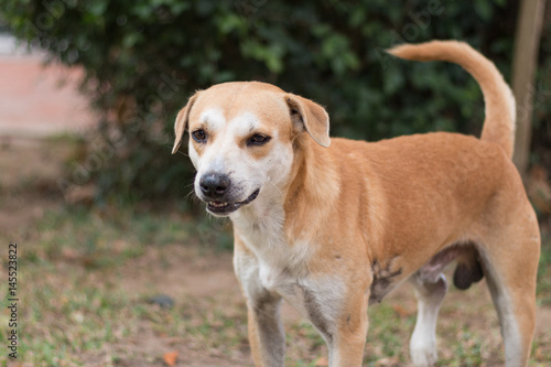 Young brown homeless dog stand on the grass