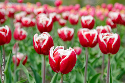 red tulips with white tips in Dutch garden