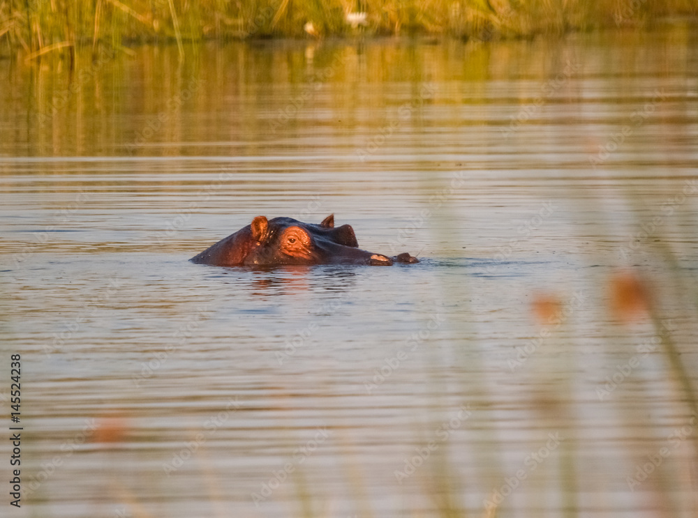 Hippopotamus eyes us with only part of head showing is submergesd in swamp water in Botswana Hippopotamus eyes us with only part of head showing is submergesd in swamp water in Botswana