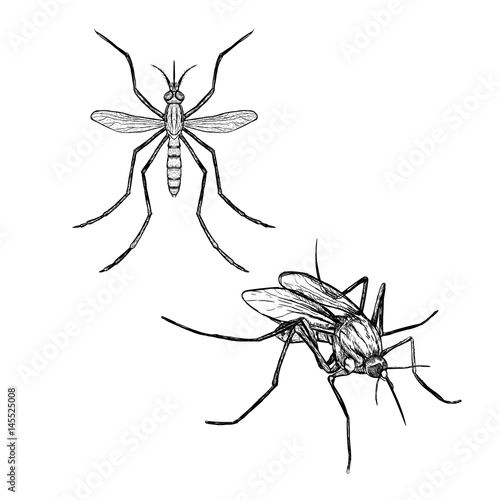 Hand drawn set of mosquito. Realistic sketches. Vector illustration.