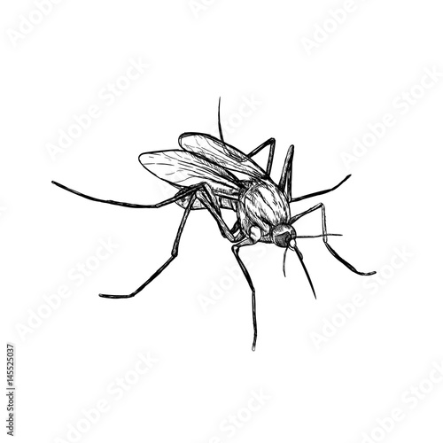 Hand drawn sketch of mosquito. Vector illustration.