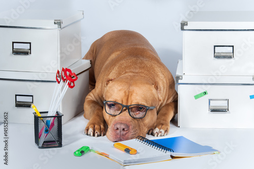 Work. The dog is a pitbull with glasses among folders and office. The  concept of the working environment. Business. Stock-Foto | Adobe Stock