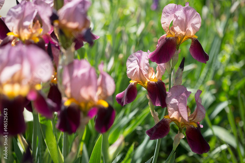 Fototapeta Naklejka Na Ścianę i Meble -   flowers of lilac iris