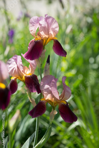 Fototapeta Naklejka Na Ścianę i Meble -   flowers of lilac iris