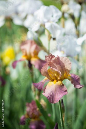 Fototapeta Naklejka Na Ścianę i Meble -   flowers of lilac iris
