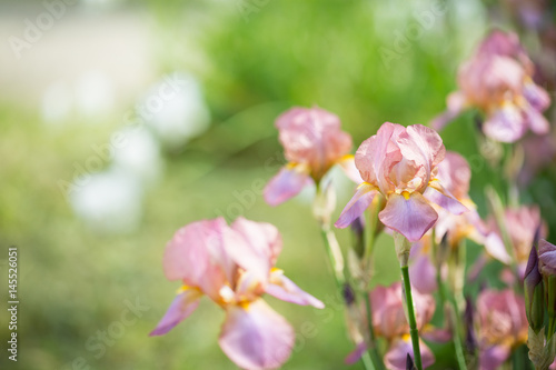 Fototapeta Naklejka Na Ścianę i Meble -   flowers of lilac iris