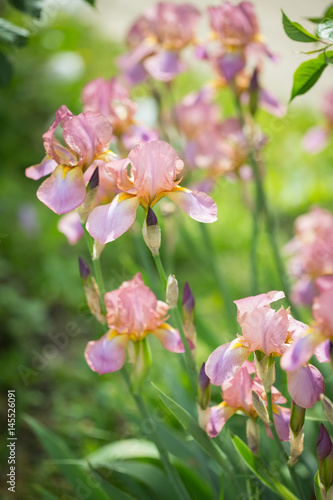 Fototapeta Naklejka Na Ścianę i Meble -   flowers of lilac iris