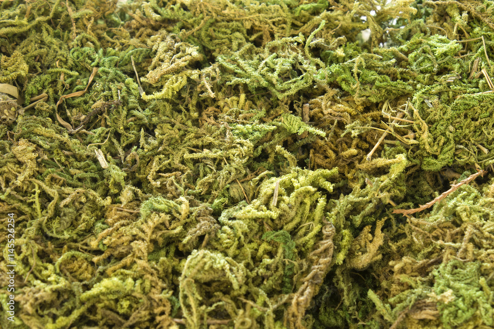 This is a photograph of Green Moss used for decoration