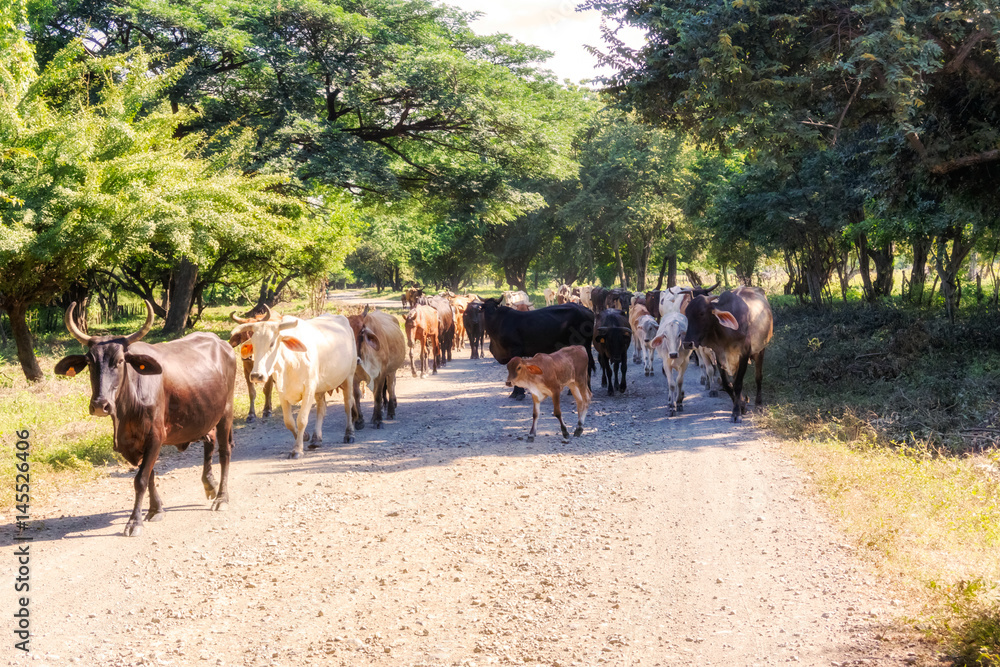 Obraz premium Cows on the road 39 in Nicaragua