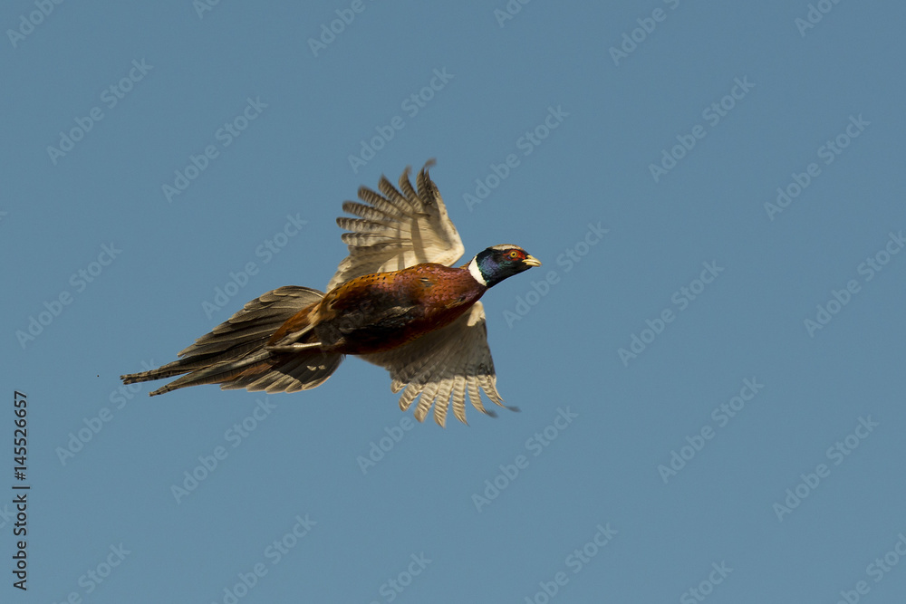 Obraz premium Flying Rooster Pheasant