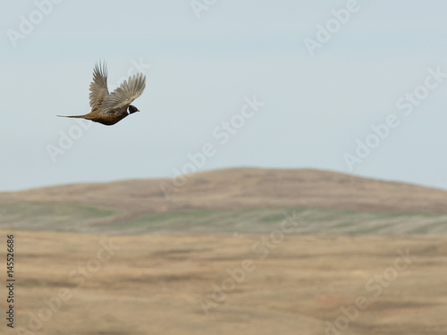 Flying Rooster Pheasant