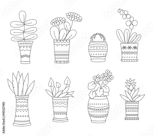 Flowers in pots