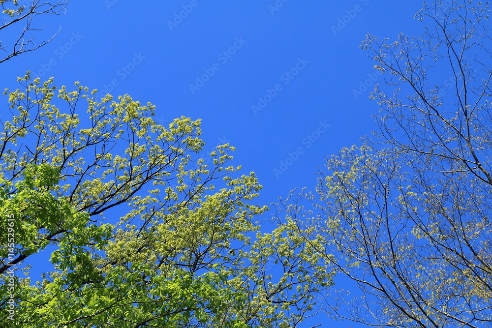 Obraz premium 新緑