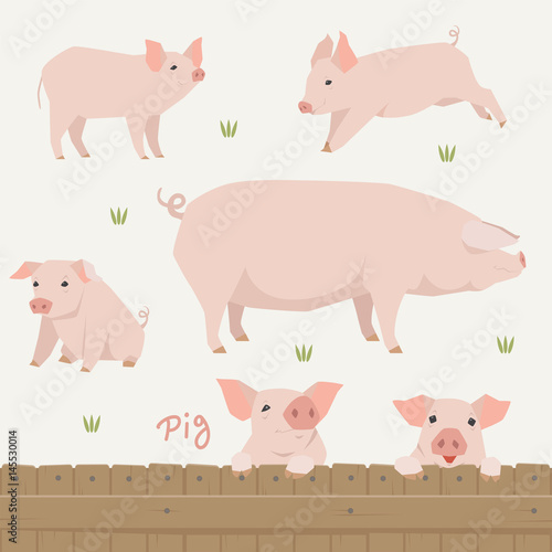 pig animal vector illustration flat design