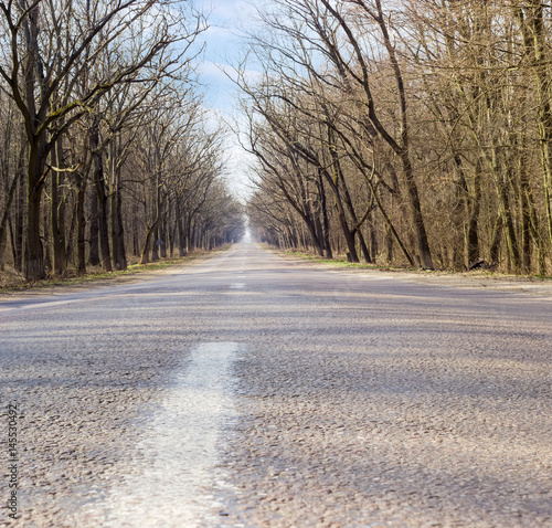 Roadway in the forest at early spring