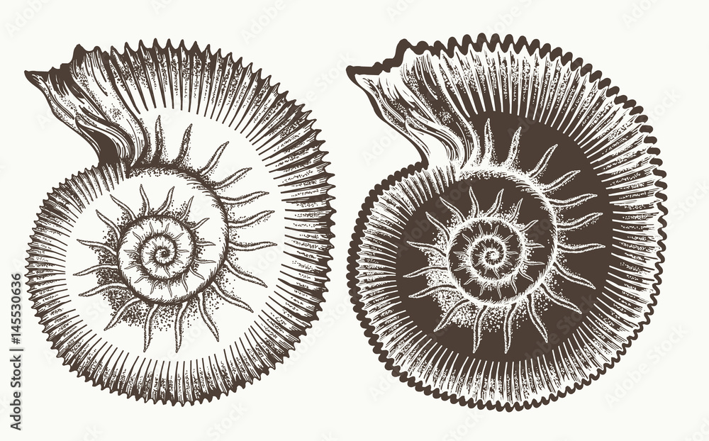 Ancient ammonites hand drawn vector. Great ammonite shell archeology and paleontology concept Ancient ammonites hand drawn vector. Great ammonite shell archeology and paleontology concept
