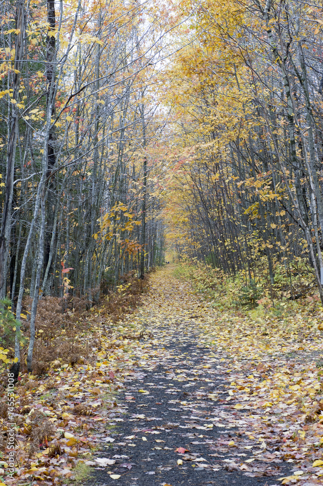 Path In Autumn Woods