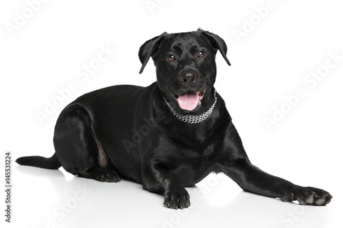 Labrador dog lying