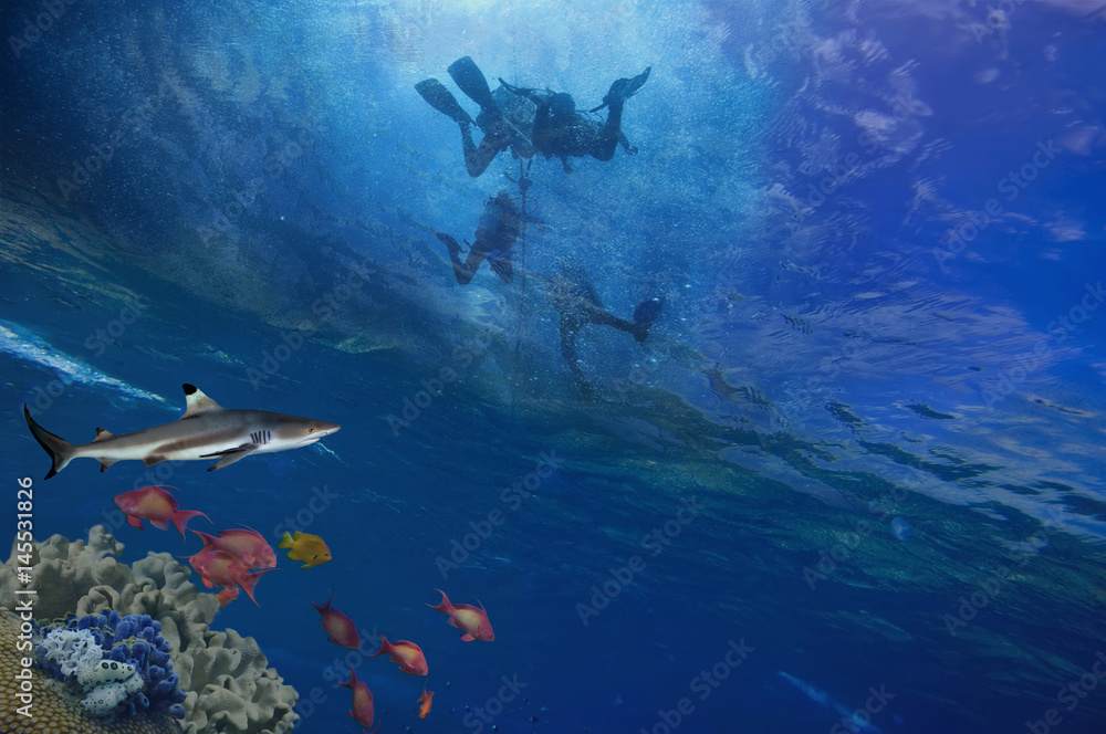 Fototapeta premium Lemon Sharks and Scuba Divers